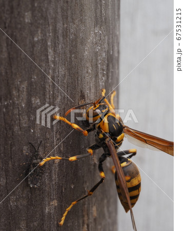 木を削って巣材を集めるキアシナガバチ 67531215