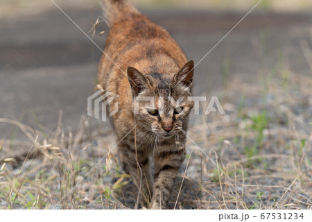 歩く猫 キジトラ猫の写真素材