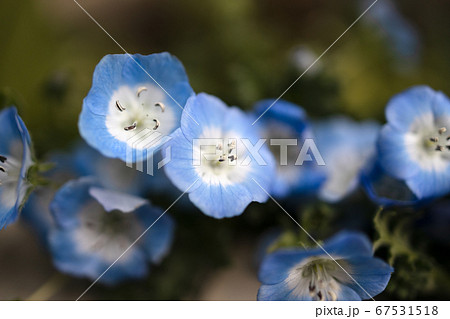 ネモフィラ 67531518