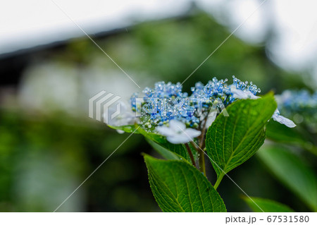 日本の宮城県仙台市 資福寺 で雨の中咲く美しい紫陽花の写真素材