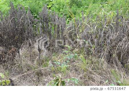 除草剤の効果 除草剤の効果 67531647