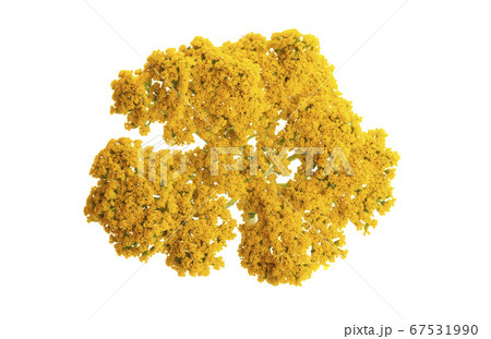 tansy isolated 67531990