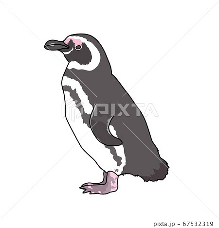 マゼランペンギンのイラスト素材