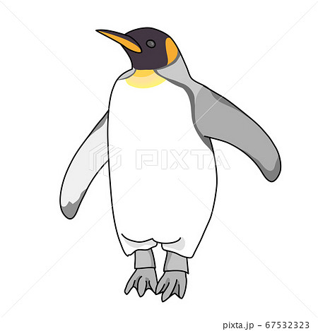 王様ペンギンのイラスト素材