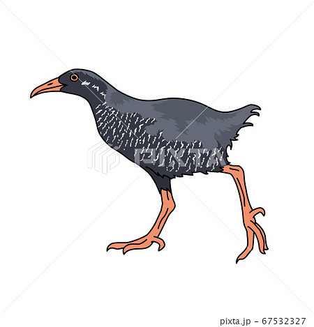 ヤンバルクイナのイラスト素材