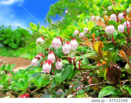笑顔のような花　アカモノ(日本固有の高山植物) 67532398