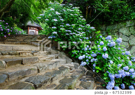 矢田寺の紫陽花（奈良県大和郡山市） 67532399