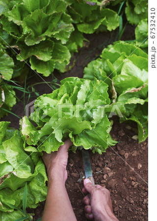 young man collecting a butterhead lettuce 67532410