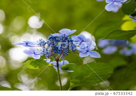 青く美しい紫陽花のマクロイメージ 青く美しい紫陽花のマクロイメージ 67533342