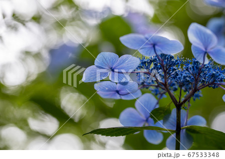 青く美しい紫陽花のマクロイメージ 青く美しい紫陽花のマクロイメージ 67533348