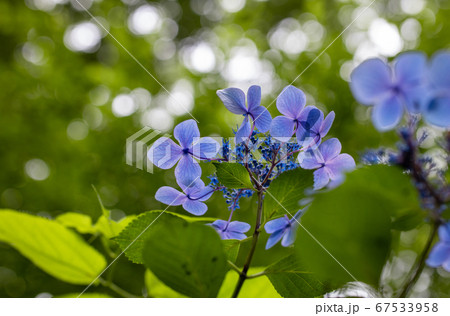 青い美しい紫陽花の逆光イメージ 青い美しい紫陽花の逆光イメージ 67533958