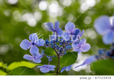 青い美しい紫陽花の逆光マクロイメージ 青い美しい紫陽花の逆光マクロイメージ 67533959