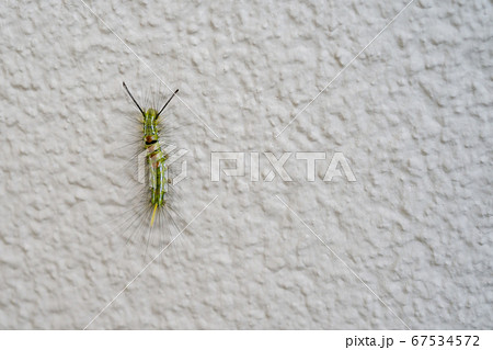 夏の初めの蛾の幼虫の写真素材