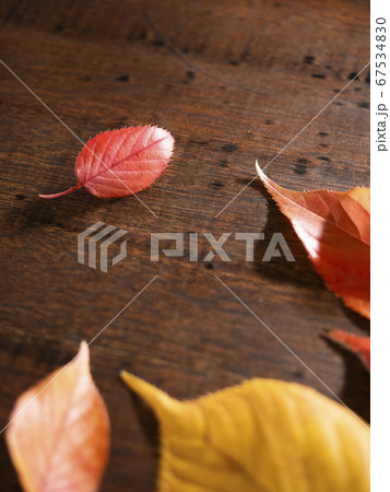 桜の葉　紅葉イメージ 67534830