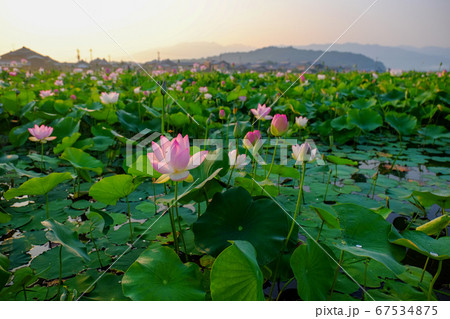 藤原京の蓮と朝日 奈良県橿原市 の写真素材