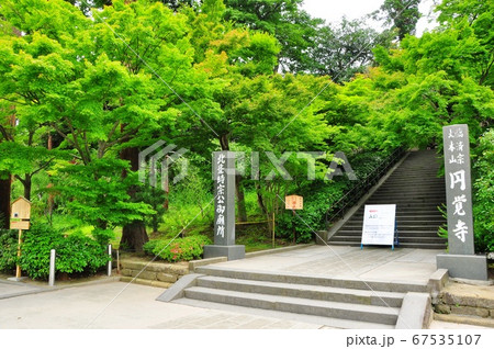 鎌倉市 円覚寺総門前参道の新緑 鎌倉市 円覚寺総門前参道の新緑 67535107