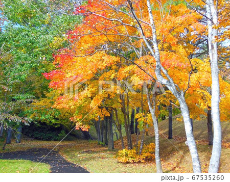 北海道　公園と白樺並木の紅葉 67535260