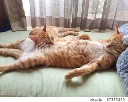 人間のように寝る猫とそれを枕にする猫 67535869