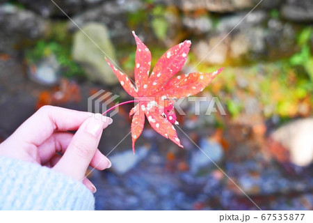 秋に落ちていた紅葉 67535877