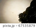 空から下を狙う鷹 67535879