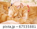 額をくっつき合わせて眠る双子の猫 67535881