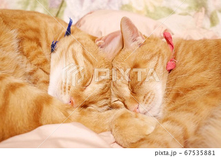 額をくっつき合わせて眠る双子の猫 額をくっつき合わせて眠る双子の猫 67535881