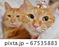お正月に招き猫を頭に乗せる猫 67535883
