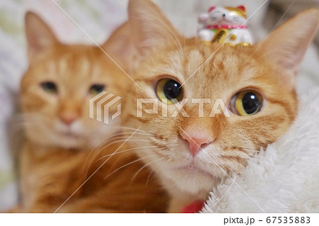 お正月に招き猫を頭に乗せる猫 お正月に招き猫を頭に乗せる猫 67535883