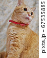 舌をしまうのを忘れた茶トラの猫 67535885