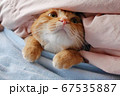 布団からちょこんと顔を出す茶トラの猫 67535887