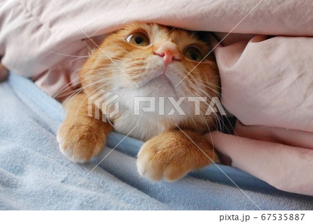 布団からちょこんと顔を出す茶トラの猫 布団からちょこんと顔を出す茶トラの猫 67535887
