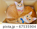 段ボールに収まる双子の茶トラの猫 67535904