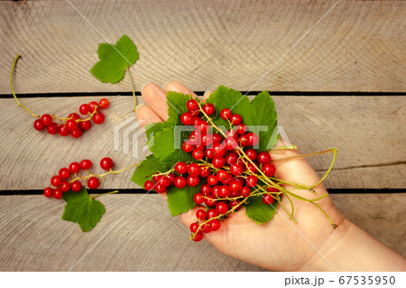 Red currant in the hand on wooden background Red currant in the hand on wooden background 67535950