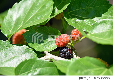 桑の実 桑の実 67535995
