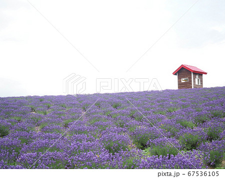 北海道の風景 富良野ラベンダーの丘 67536105