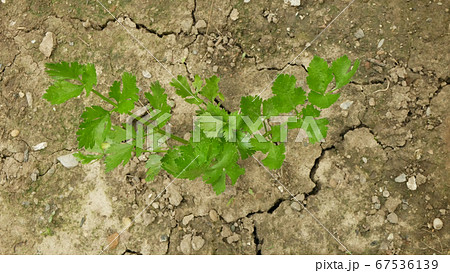 Drought dry field celery Apium graveolens leaves celeriac root leaf knob or turnip-rooted farm land vegetables, drying up soil cracked, climate change, environmental disaster earth cracks Drought dry field celery Apium graveolens leaves celeriac root leaf knob or turnip-rooted farm land vegetables, drying up soil cracked, climate change, environmental disaster earth cracks 67536139