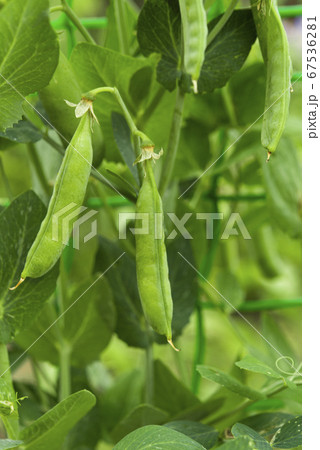 green peas growing green peas growing 67536281