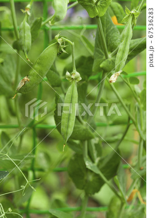 green peas growing green peas growing 67536283