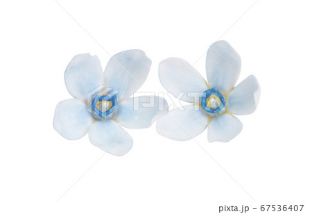 oxypetalum flower isolated oxypetalum flower isolated 67536407