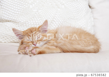 Sleeping kitten on a white pillow. Front view Sleeping kitten on a white pillow. Front view 67536582