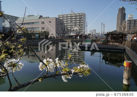 江東区横十間川親水公園 桜と水上アスレチックとパルシティ江東の写真素材 67536630 Pixta