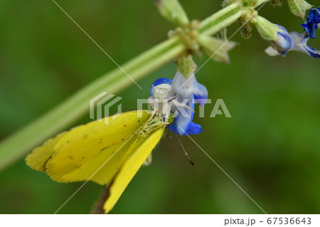 キタキチョウを捕食中のアズチグモのメス キタキチョウを捕食中のアズチグモのメス 67536643