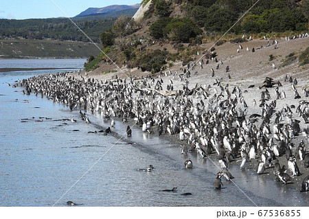 ビーグル水道のマゼランペンギンの群れ ビーグル水道のマゼランペンギンの群れ 67536855