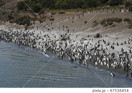 ビーグル水道のマゼランペンギンの群れ ビーグル水道のマゼランペンギンの群れ 67536858