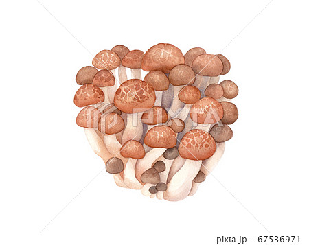 秋の味覚：ブナシメジの水彩イラスト 67536971
