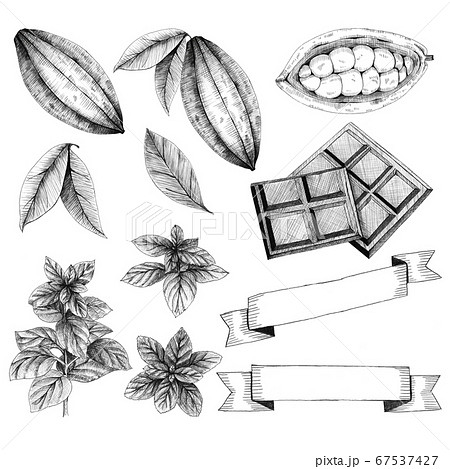 カカオとチョコレートのイラスト素材