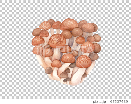 Taste of Autumn: Trace vector data of watercolor illustration of Beech Shimeji. 67537489