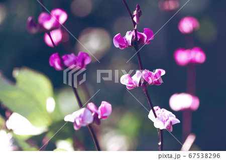 purple wild flowers purple wild flowers 67538296