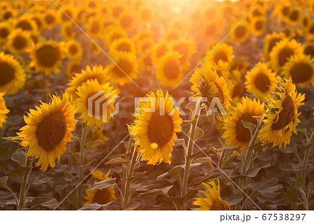 sunflowers at the field sunflowers at the field 67538297
