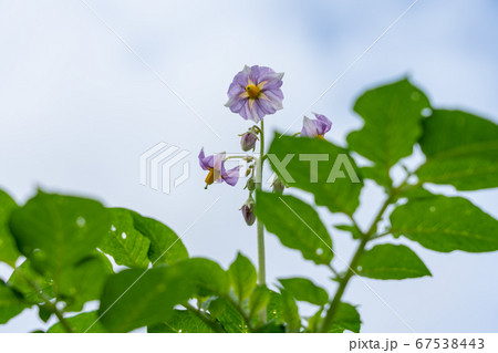 白と紫のジャガイモの花 5月 家庭菜園の写真素材